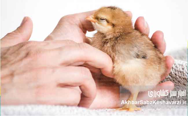 مواظب-گامبورو-در-مرغداری‌ها-باشید--3