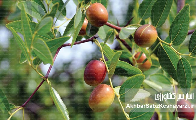 کشاورزی-ایران-در-عصر-بحران-آب-2