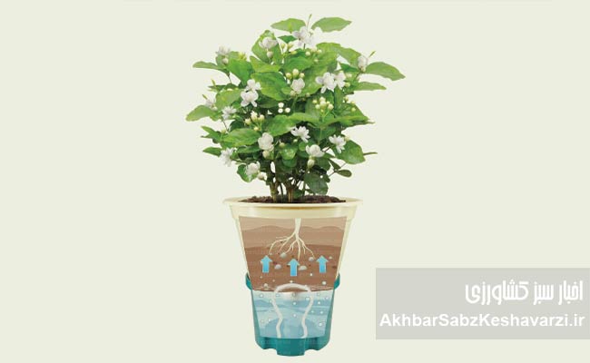 جلوگیری-از-پوسیدگی-ریشه-گیاهان-گلدانی-2