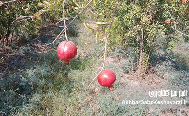 عیسی-لکزایی؛-کشاورز-نوآور-آققلایی-و-تولیدکننده-انار-سالم-3