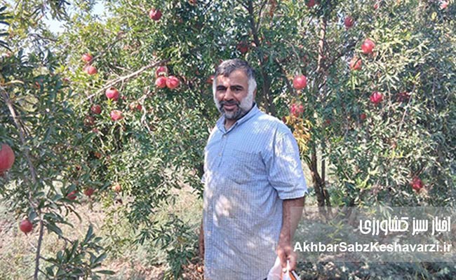 عیسی-لکزایی؛-کشاورز-نوآور-آققلایی-و-تولیدکننده-انار-سالم-1