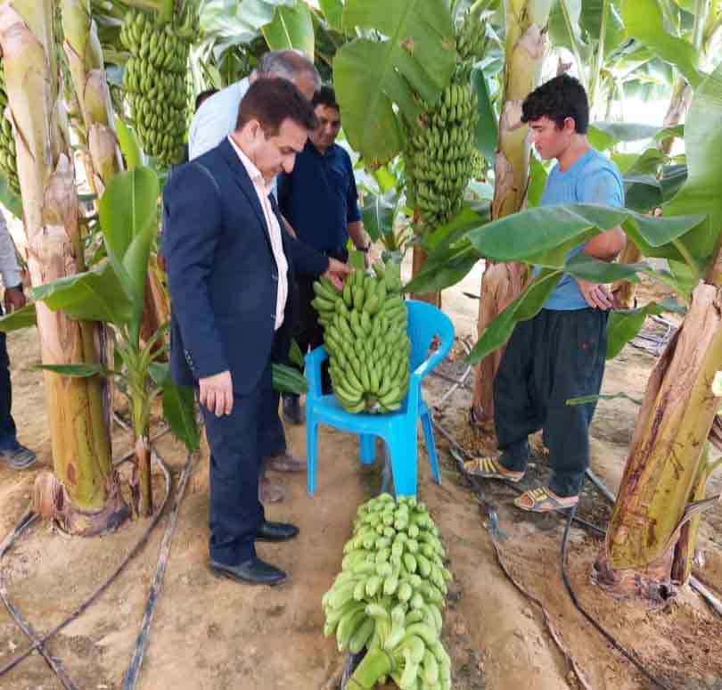 کشت موز گلخانه ای در بوشهر