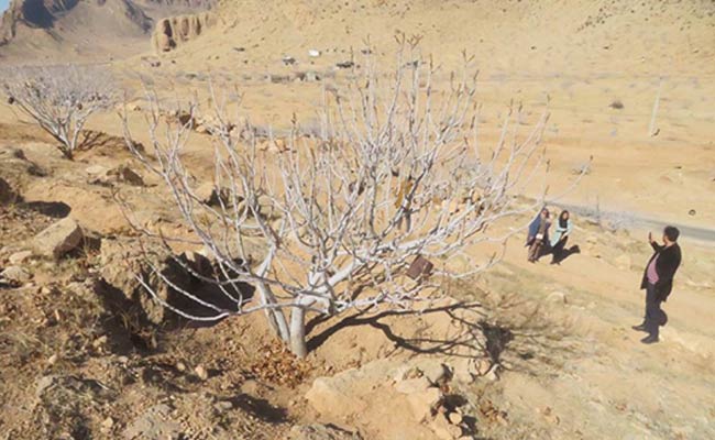انجیرستان-استهبان4