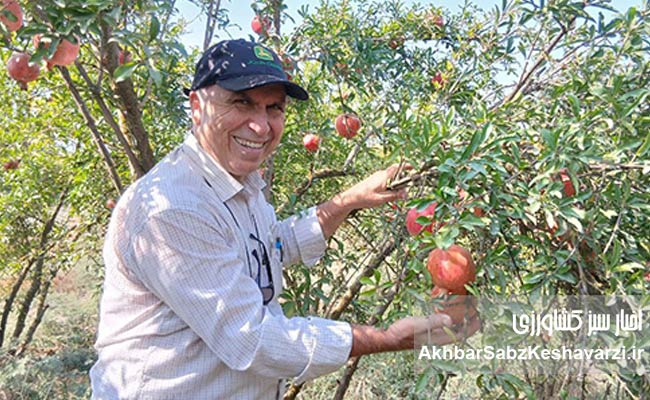عیسی-لکزایی؛-کشاورز-نوآور-آققلایی-و-تولیدکننده-انار-سالم-5