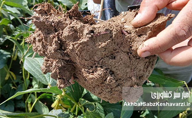 کرمهای-خاکی-مهندسان-خاموش-حاصلخیزی-در-مزارع-گلستان-2