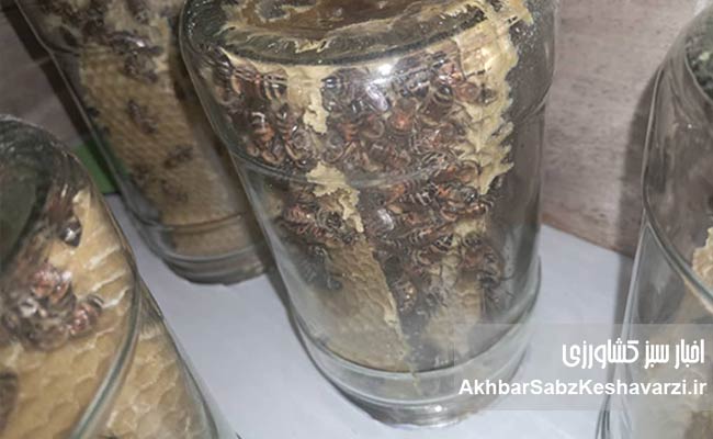گفت‌وگوی-اختصاصی-با-رضا-خلیلی،-زنبوردار-خوش‌فکر-در-مسیر-نوآوری-2