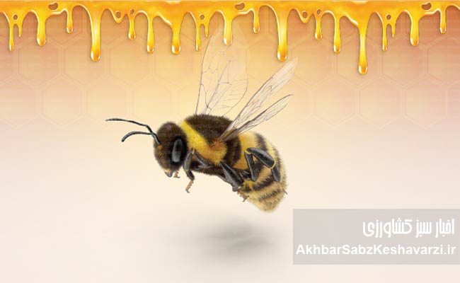 حقایقی-درباره-زنبوران-عسل-4