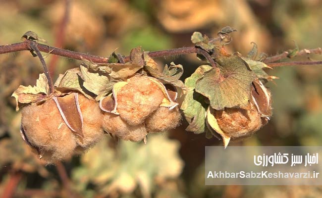 سیاست-پنبه-در-ایران-3