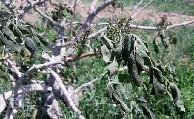 سرمازدگی-در-باغات-شمال-غرب1