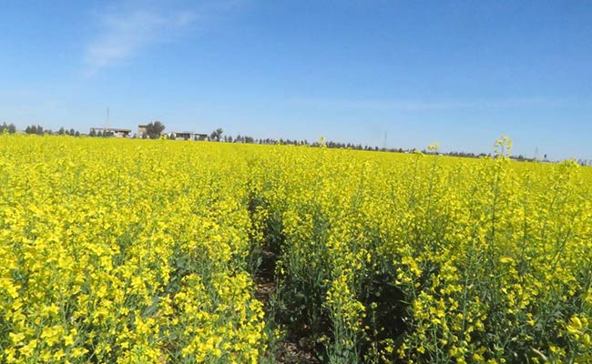مقایسه-چشمگیر-کشت-حفاظتی-و-مرسوم-کلزا-در-آق‌قلای-گلستان7
