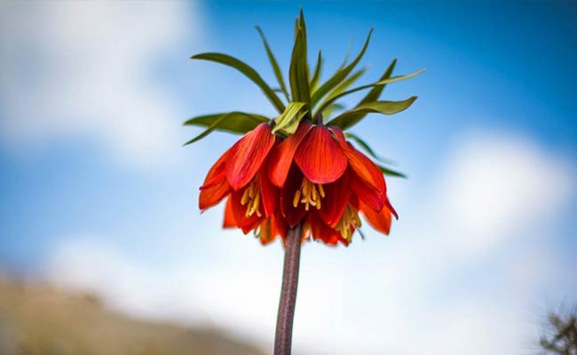 چیدن-لاله-واژگون-2